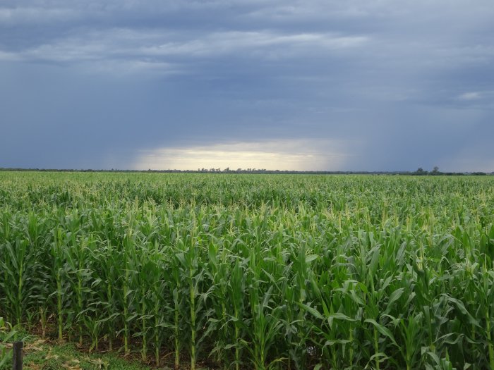 Para el INTA, el clima tendrá un comportamiento normal