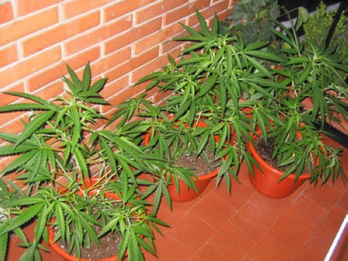 La Para: Encontraron plantas de marihuana en un comercio. Hay tres detenidos