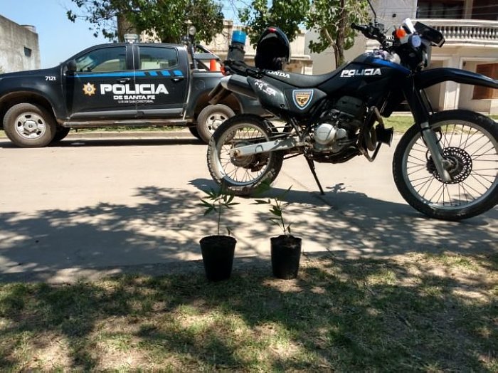 San Cristóbal: Iba en moto y llevaba plantas de marihuana