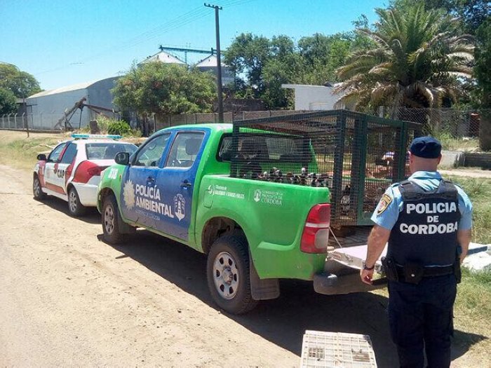 Procedimientos en Porteña por tenencia ilegal de fauna silvestre