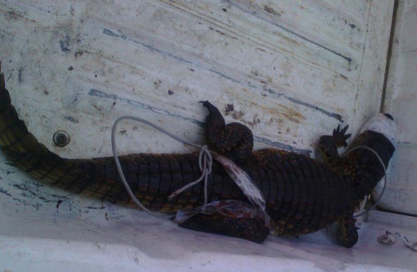 Un vecino encontró un yacaré en la puerta de su casa