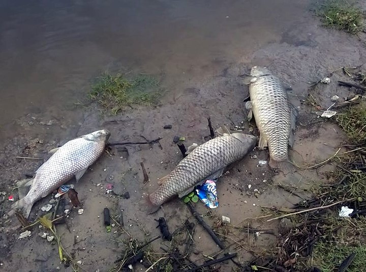 Sunchales: Vecinos se quejaron por olores nauseabundos y peces muertos