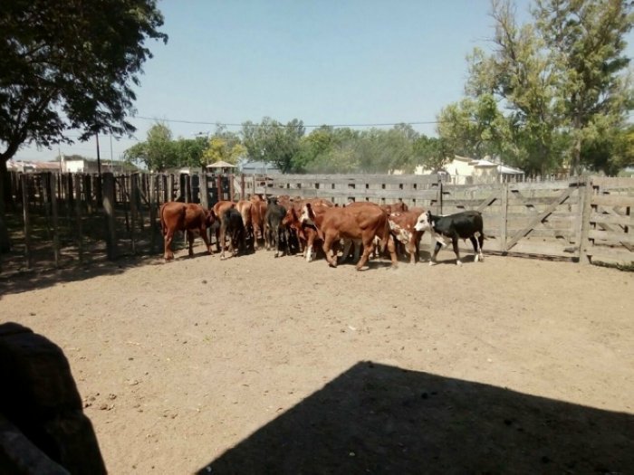 Detienen a un camión con hacienda por transporte ilegal