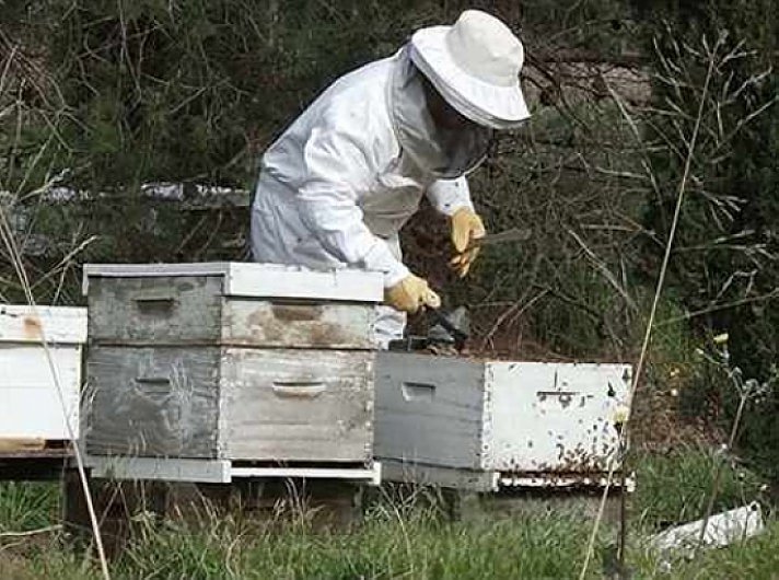 Recuperaron cajones de abejas hurtados en zona rural de Brinkmann