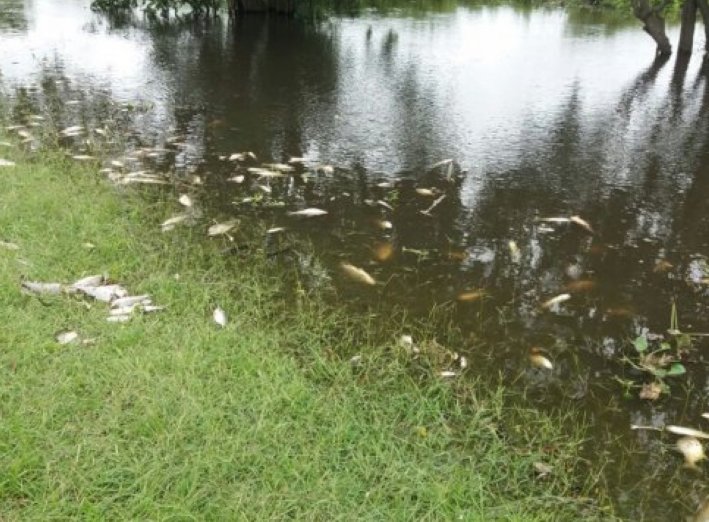 La provincia advierte sobre la mortandad de peces