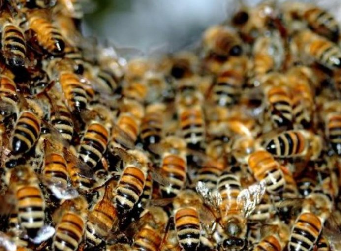 Empleado comunal de Bossi fue atacado por abejas
