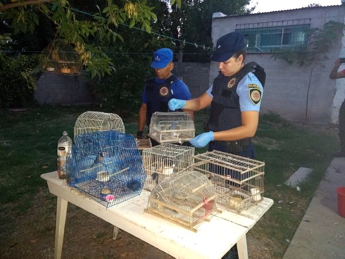 Miramar: Secuestran aves silvestres que estaban en cautiverio
