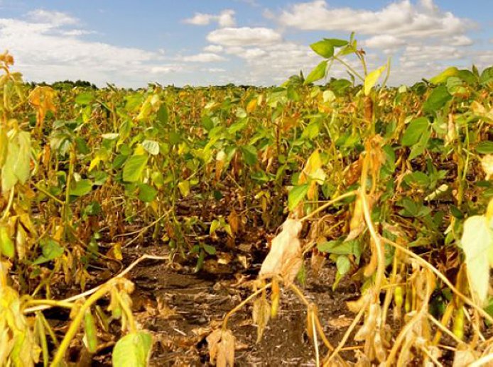 Santa Fe amplió la emergencia agropecuaria al 70 % del territorio