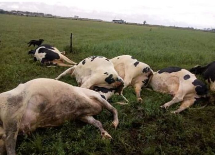 Suardi: Una centella mató vacas Holando Argentino