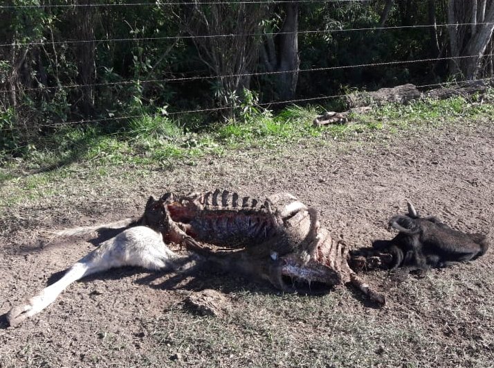 Faenamiento clandestino en un campo de Suardi