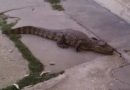 Encontraron un yacaré en un barrio de San Cristóbal
