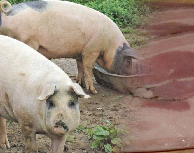 La Assal intensifica el alerta por casos de triquinosis en Córdoba