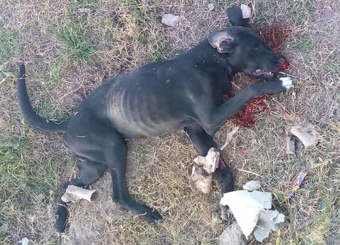 En plena calle, sacó un arma de fuego y mató a un perro