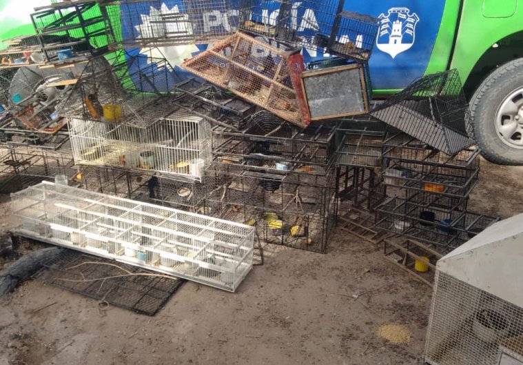 Brinkmann: Secuestran aves en cautiverio