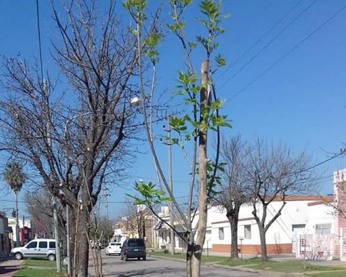 Importante forestación en zona urbana de Suardi